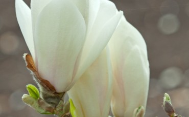 Magnolia Alba Superba C3